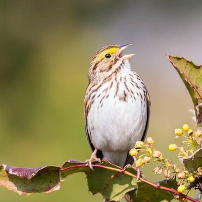 BirdNote Daily (logo)